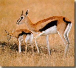 Antiloop of Afrikaanse Gazelle