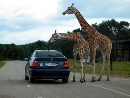 giraffen in de Beekse bergen