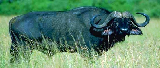 Afrikaanse Buffel