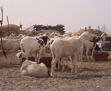 schapen bepalen het beeld in de wijken van de stad.  copyright